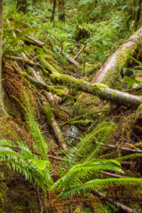 Forest with fallen trees and ferns, Canada Forest with fallen trees and ferns, Canada